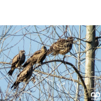 گونه کورکور سیاه Black Kite